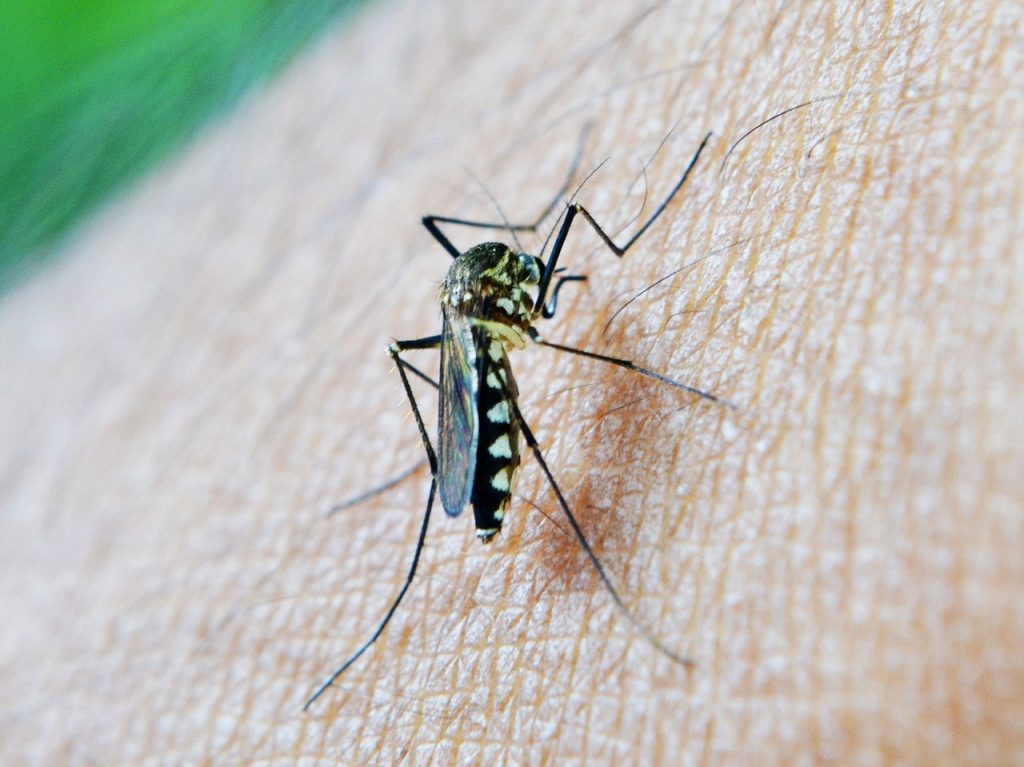 zika-virus-in-mumbai-what-are-the-symptoms-and-prevention-methods-oped-moped