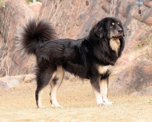 bhutia dog india