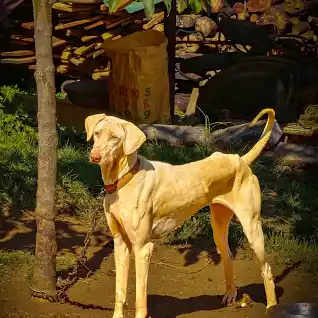 rajapalam dog breed india