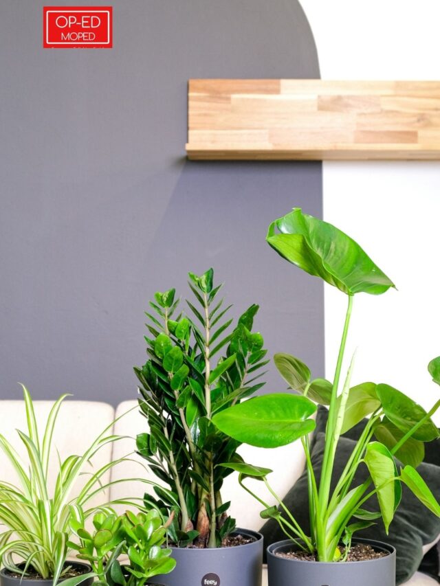 8 Beautiful Indoor Plants for Your Home